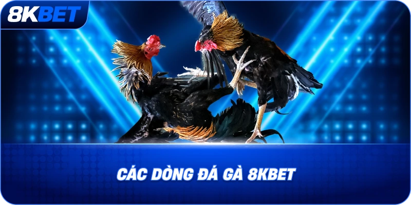 Đá Gà Đòn Là Gì? Đặc Điểm Và Cách Chơi Chi Tiết 2026 4 cac-dong-da-ga-8kbet