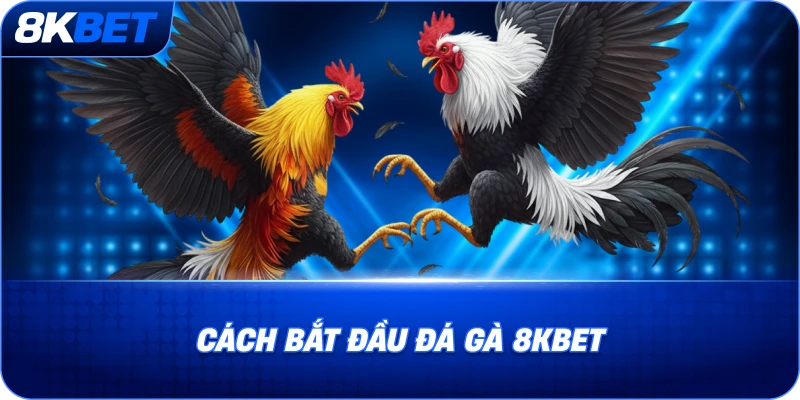 cach-bat-dau-da-ga-8kbet